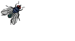 fy fly